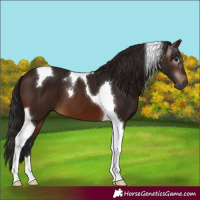 Horse Color:Gray Bay Tobiano