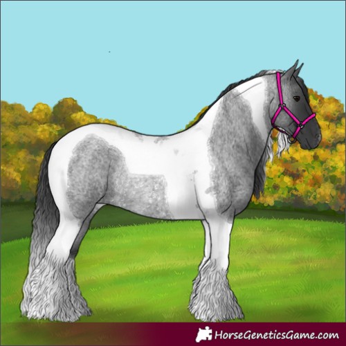 Horse Color:Blue Roan Tobiano Rabicano 