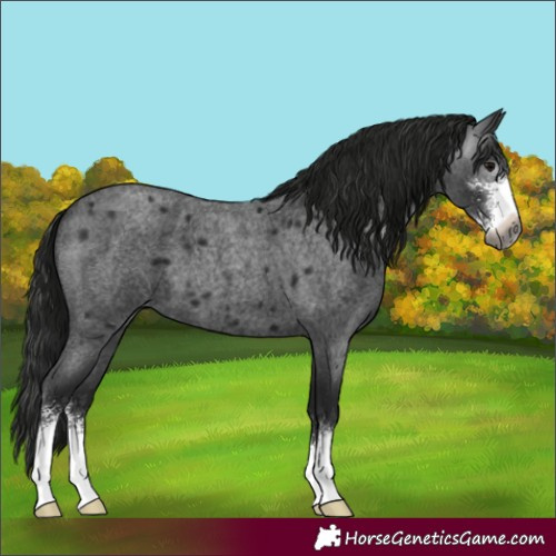 Horse Color:Gray Blue Roan Sabino 