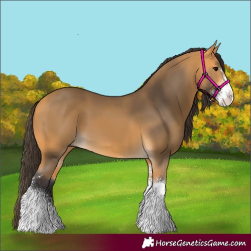 Horse Color:Buckskin Sabino 