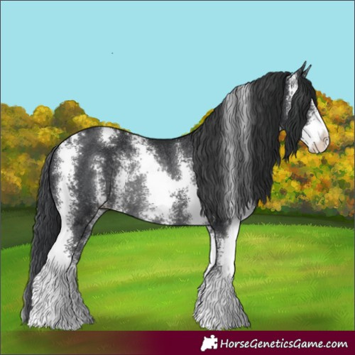 Horse Color:Black Sabino Rabicano 