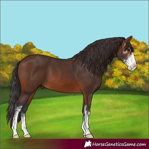 Horse Color:Brown Sabino