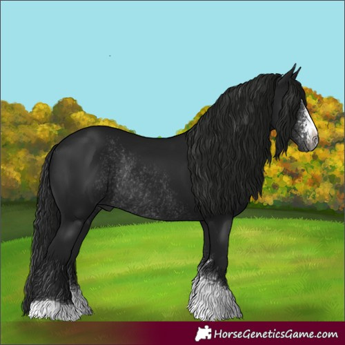 Horse Color:Gray Black Sabino Rabicano 