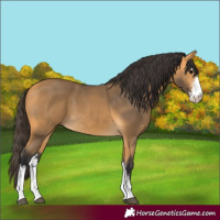 Horse Color:Buckskin Sabino 