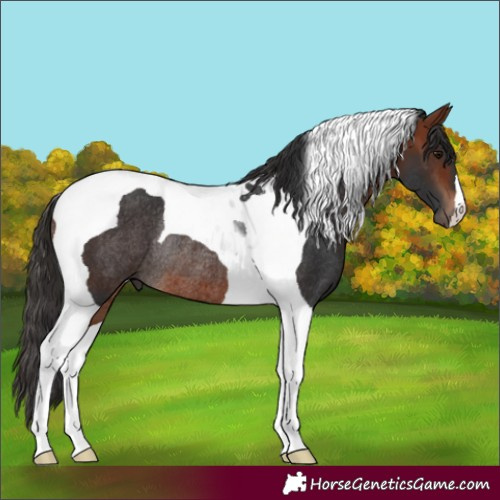 Horse Color:Bay Tobiano Rabicano 