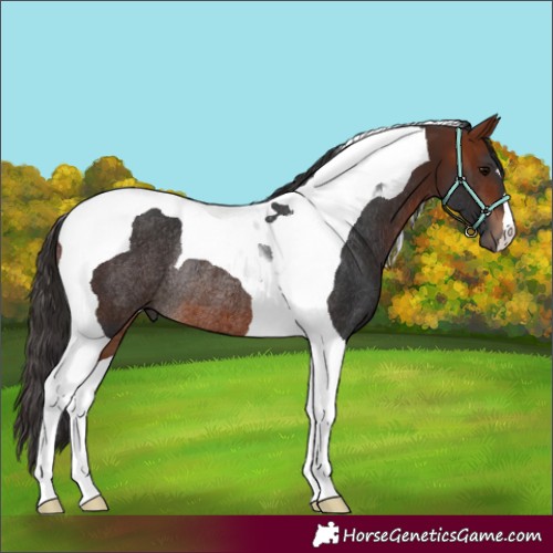 Horse Color:Bay Tobiano Rabicano