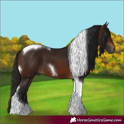 Horse Color:Gray Bay Tobiano