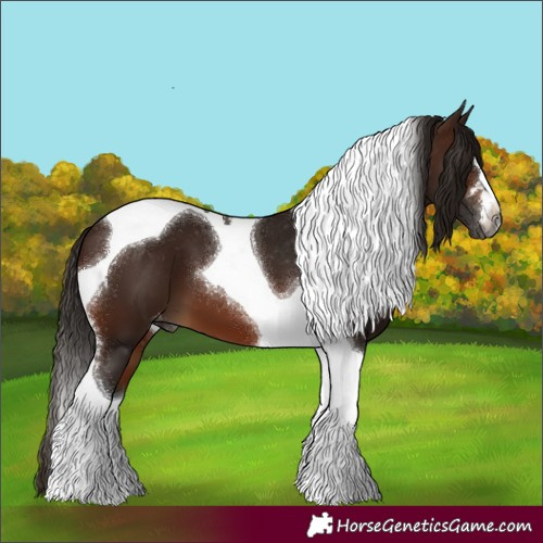 Horse Color:Gray Bay Tobiano Appaloosa