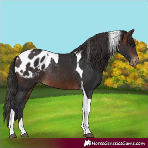 Horse Color:Brown Tobiano Appaloosa Rabicano