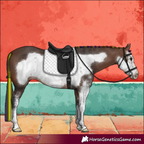 Horse Color:Painted Brown Sabino Frame