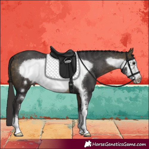 Horse Color:Buckskin Sabino Frame Appaloosa