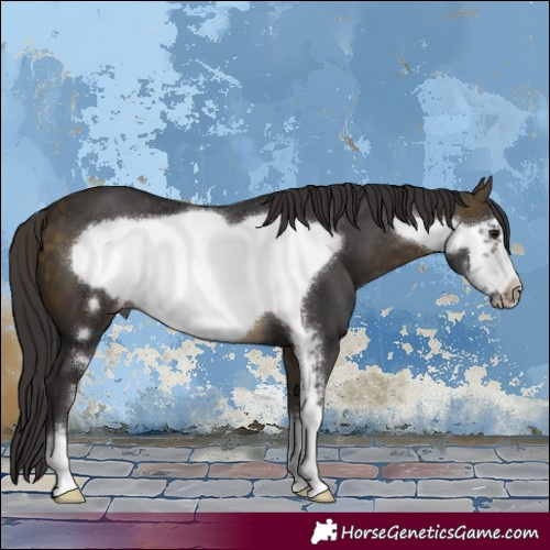 Horse Color:Buckskin Sabino Frame Appaloosa 