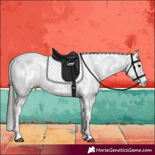 Horse Color:Brown Ice Sabino Appaloosa 