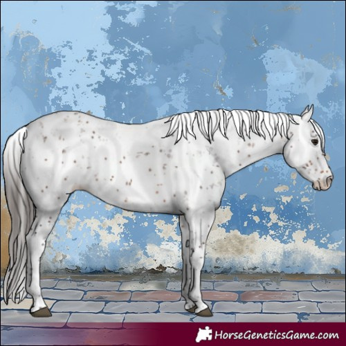 Horse Color:Bay Sabino 