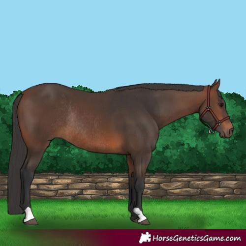 Horse Color:Brown Rabicano