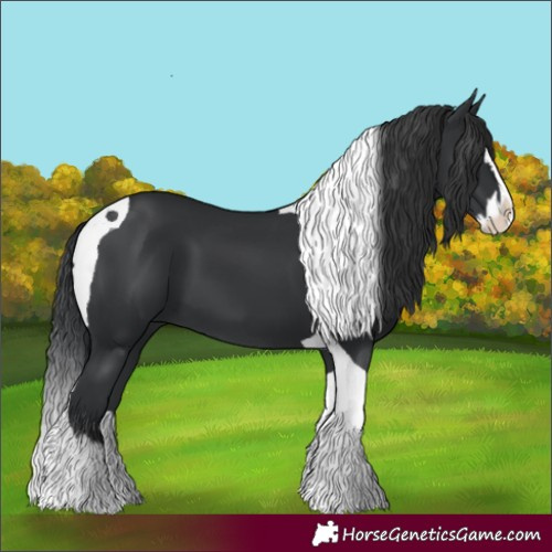 Horse Color:Black Splash Tobiano 