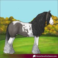 Horse Color:Grullo Splash Tobiano