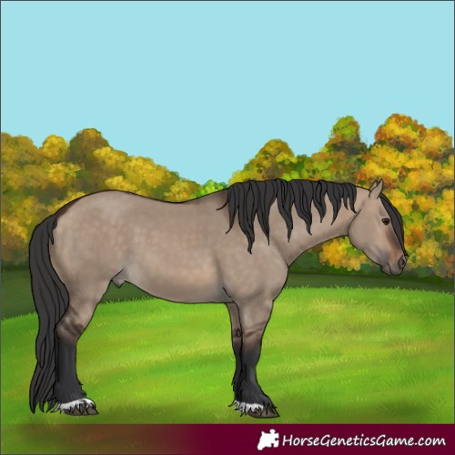 Horse Color:Brown Dun 