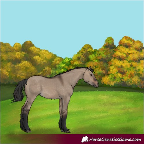 Horse Color:Brown Dun 