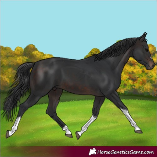 Horse Color:Brown Tobiano 