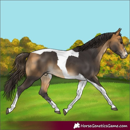 Horse Color:Buckskin Tobiano