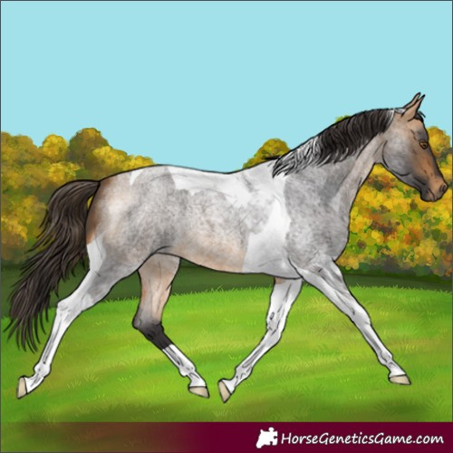 Horse Color:Buckskin Roan Tobiano