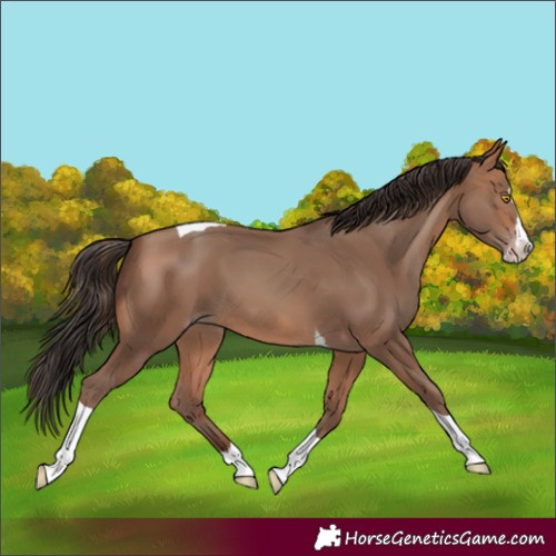 Horse Color:Sable Champagne Splash Tobiano 