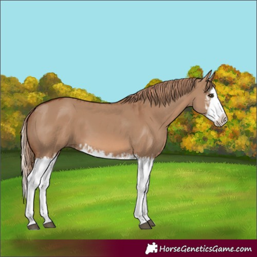 Horse Color:Red Dun Splash  and Red Dun Splash 