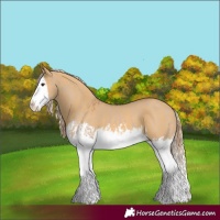 Horse Color:Red Dun Splash  and Palomino Dun Splash 