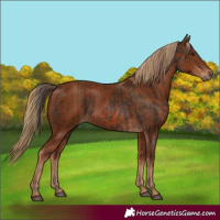 Horse Color:Liver Chestnut and Chestnut