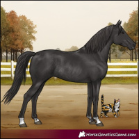 Horse Color:Smoky Black  and Smoky Black Rabicano 
