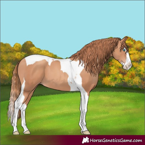 Horse Color:Gold Champagne Splash Tobiano