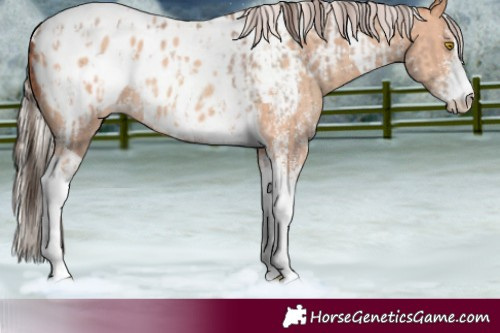 Horse Color:Amber Champagne Sabino Tobiano Blanket and Silver Amber Champagne Sabino Tobiano Blanket