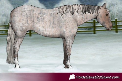 Horse Color:Blue Ice Roan and Silver Blue Ice Roan