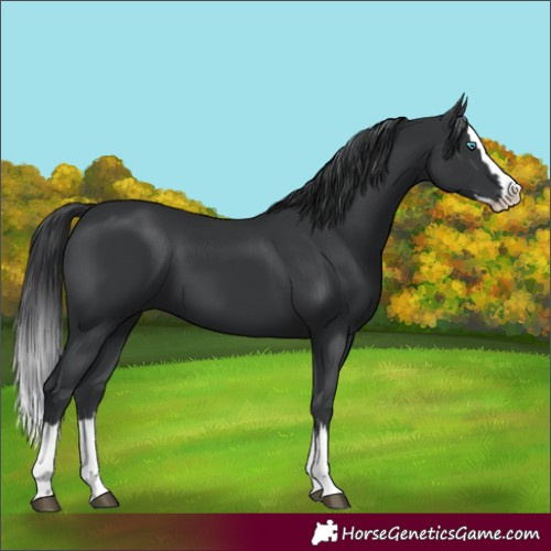 Horse Color:Black Splash 