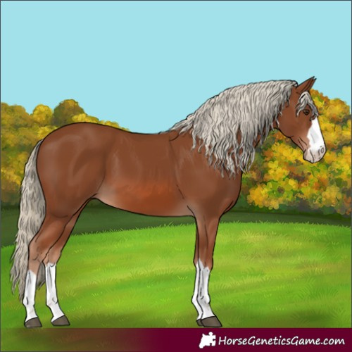 Horse Color:Chestnut 