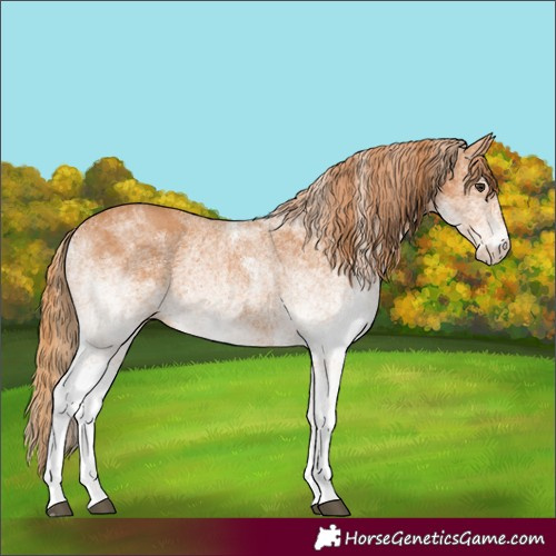 Horse Color:White Spotted Chestnut