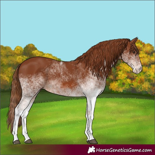 Horse Color:White Spotted Chestnut 