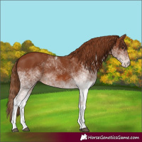 Horse Color:White Spotted Chestnut