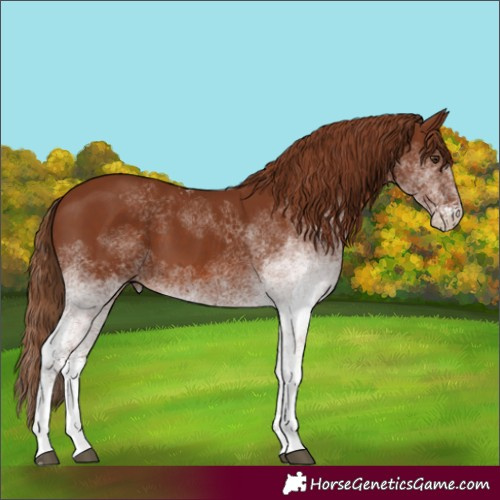 Horse Color:White Spotted Chestnut 