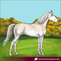 Horse Color:Silver Classic Champagne Dun Splash Frame