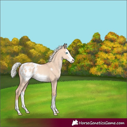 Horse Color:Silver Classic Champagne Dun Sabino Splash Frame Appaloosa Rabicano