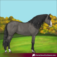 Horse Color:Grullo Splash 