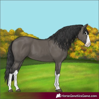 Horse Color:Grullo Splash 