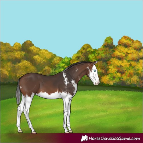 Horse Color:Unknown 
