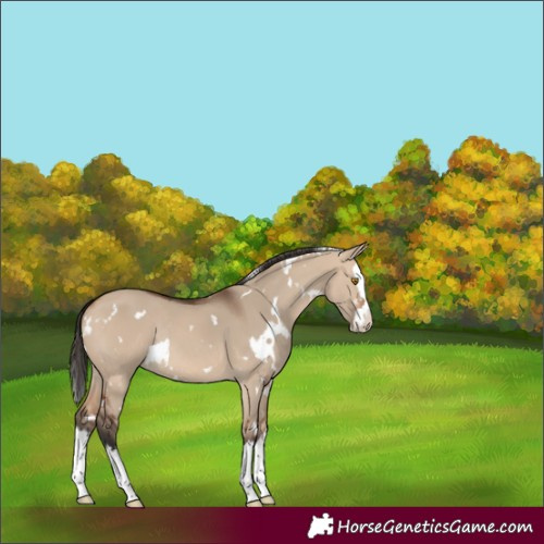 Horse Color:White Spotted Bay Dun Splash Rabicano 