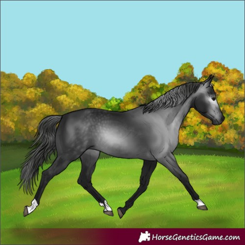 Horse Color:Gray Black 
