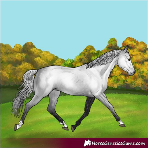 Horse Color:Gray Black 