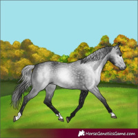 Horse Color:Gray Black 