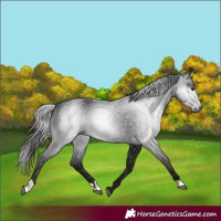 Horse Color:Gray Black